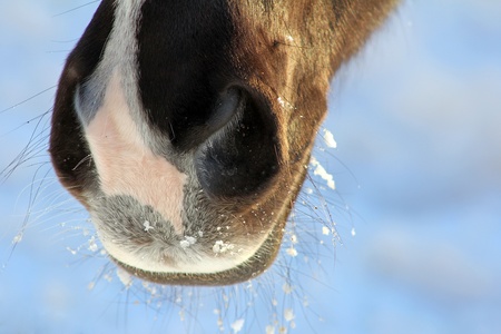 Horse's nose with snow crystals in winterの写真素材