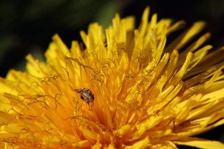 The tiny insect on a dandelion