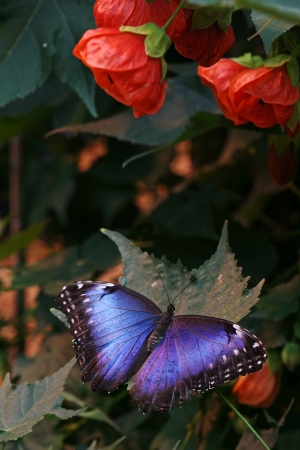 A bright blue butterfly and red flowers