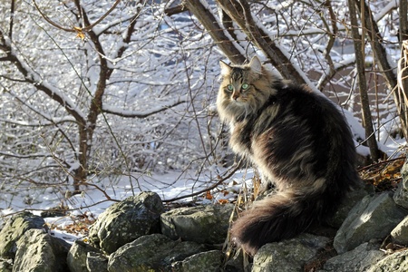 A pretty Norwegian Forest Cat with Winterfellの写真素材