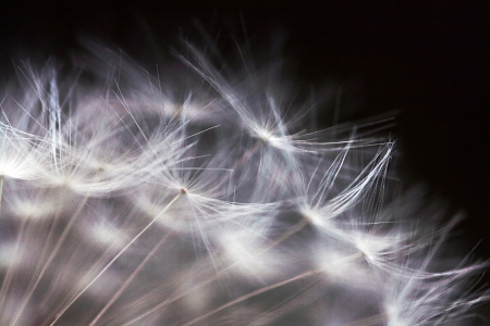 Close up of a withered dandelion