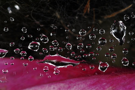 Raindrops in a spider web on a petal
