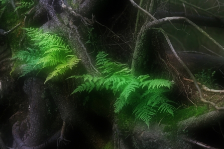 Green fern leaves in the fairy forestの写真素材