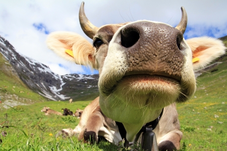 Closeup of a dairy cow in the mountainsの写真素材