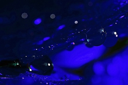 Raindrops between blue rose petalsの写真素材