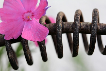 The old metal springの写真素材