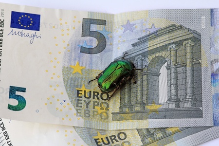 A green rose chafer on a 5 euro billの写真素材