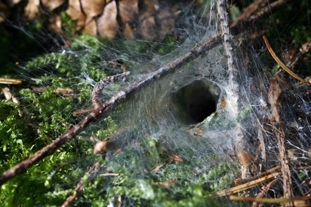 The spider s web of a funnel spider in the forestの写真素材