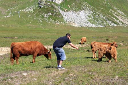 A young man tries to feed the Scottish Highland cows