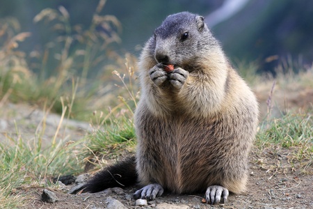 A groundhog eating on the mountains of Austriaの写真素材
