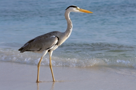 A heron on the huntの写真素材