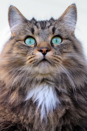 A pretty Norwegian Forest Cat with turquoise eyesの写真素材
