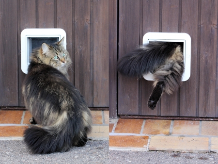 Collage - A Norwegian cat goes through her cat flapの写真素材