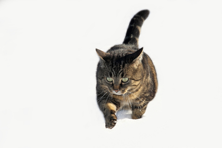 Cat walk through the snowの写真素材