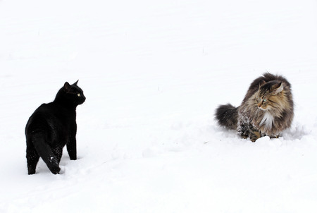Two cats fighting in the snowの写真素材