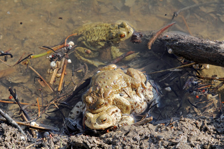 Couple end toadsの写真素材