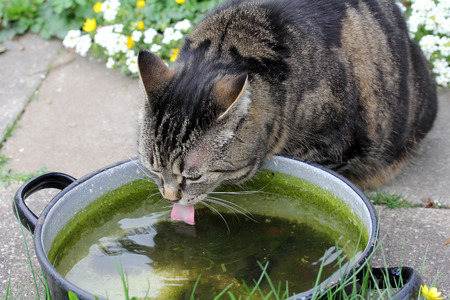 A cat drinking rainwaterの写真素材