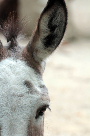 The head of a donkeyの写真素材