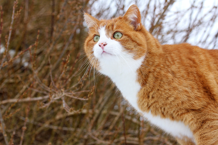 A curious glanceの写真素材