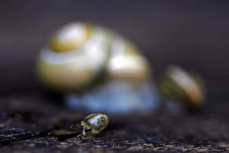 one small and one large snailの写真素材