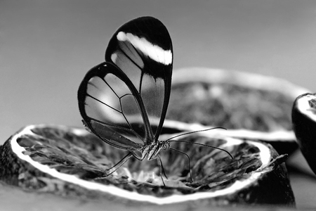 a glass wings butterfly on an orangeの写真素材