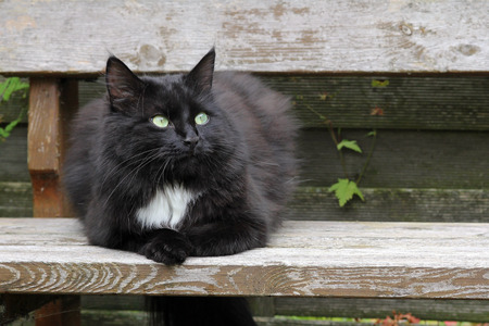 a black cat on a wooden benchの写真素材