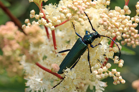 The big Moschus Beetleの写真素材