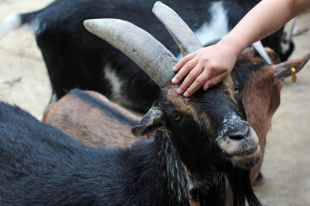 A child caresses a goatの写真素材
