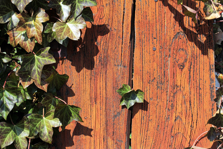 An overgrown with ivy window. Ivy growing by a shutter.の写真素材