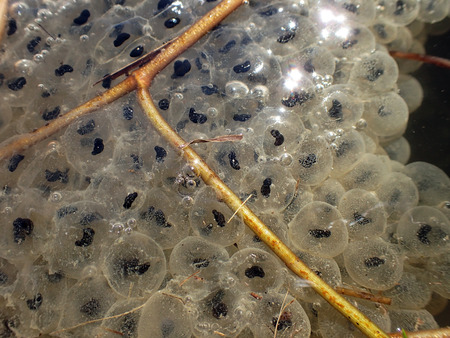 Closeup of frog spawn in the water. Underwater of frog spawnの写真素材