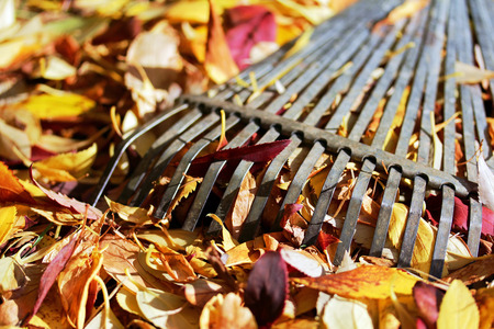 Close up of a leaf rake for Fall Foliage