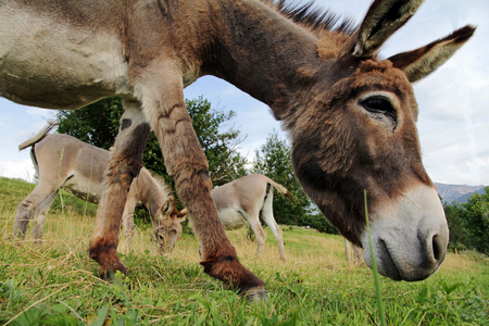 A herd of young donkey in the pastureの写真素材