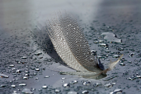 The spring of a waterbird with water dropsの写真素材