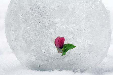 A snow Rose in the ice. The frozen flowerの写真素材