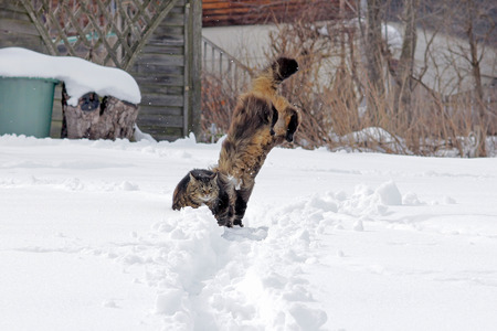 Two cats playing and jumping in snowの写真素材