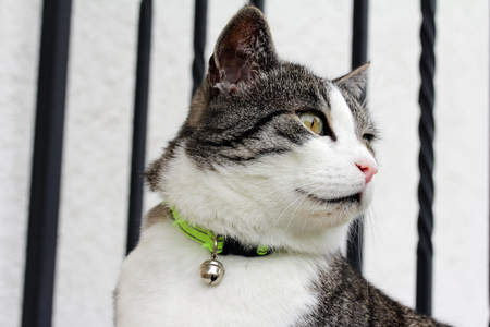 A domestic cat with a collar and bell around the neck. Cat with bells on the prevention of bird huntingの写真素材