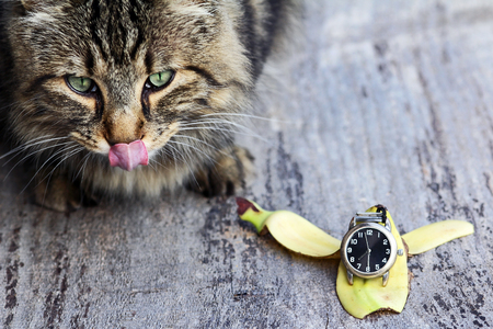 A Norwegian Forest Cat has at half past eight Their feeding time. A cat wants her breakfastの写真素材
