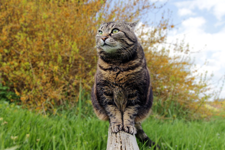 A curious, fat cat sitting on a wooden beam in the gardenの写真素材