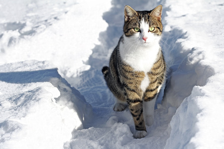 A curious male cat in the snowの写真素材