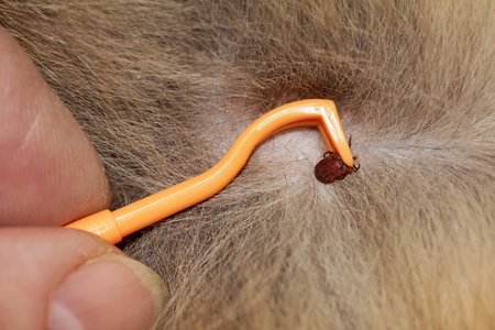 On a cat, a tick is removed with a hook. Tick ??removal in domestic animals. In a cat, a tick is removedの写真素材