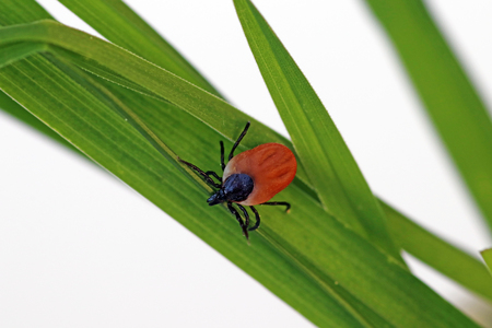 A blood-sucking tick on a blade of grassの写真素材