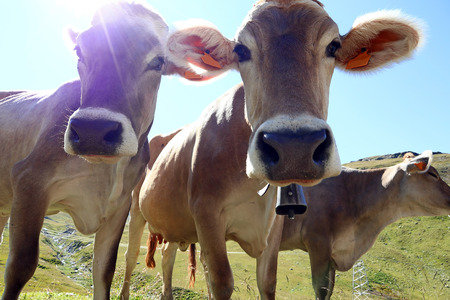 Young brown cattle with cowbells in the mountains in the light of the sunの写真素材