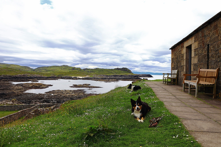 Scottish coast with stonehouse and sheepdogs. Border Collies in Scotlandの写真素材
