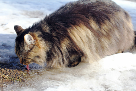 A Norwegian Forest Cat drinking snow water from the ground in winterの写真素材