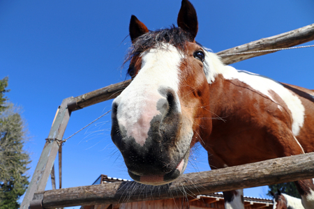 The head of a brown and white horse. Wide-angle image of a horse's headの写真素材