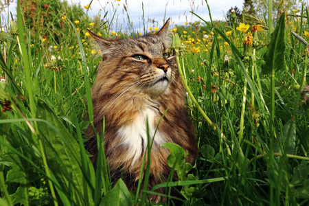 A Norwegian Forest Cat enjoys the sun in the high grassの写真素材