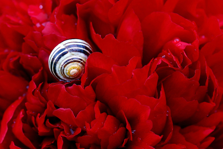 A snail with snail shell on a red peonyの写真素材