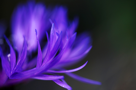 Close-up of the petals of a blue-purple cornflowerの写真素材