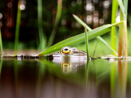 The head and eyes of a water frog at the water surfaceの写真素材
