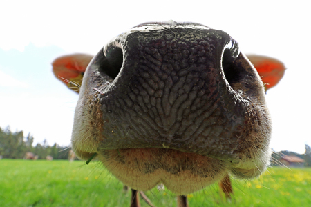 Wide angle view from the nose of a cow. Close-up of a cow's nose